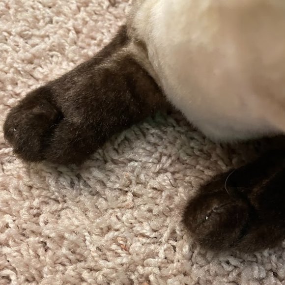 Realistic Siamese Cat Stuffed Plush Animal NWT - Picture 3 of 6